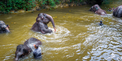 Elephant Sanctuary Tour